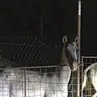 مهر واهو حفيد الشقب