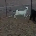 البيع تيس البيض شرط نضيفه العمر 4شهورر