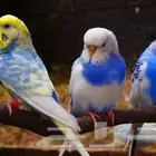 مطلوب بادجي (طيور حب)