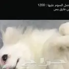كلب تشيواو اليف وهادي ولونه ابيض وعمره سنه وشهر النثاء وحامي