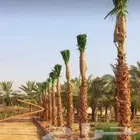 نقوم بتوريد انخيل وزرعته وتنفيذ الشبوك وتراث في أنحاء المملك