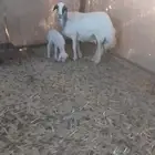 للبيع جذعات متابيع