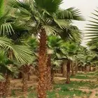 نخل واشنطني