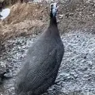 حجل