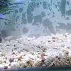 حوض اسماك حط سعرك وكلمني