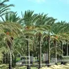 زراعه نخل عربي وواشنطني