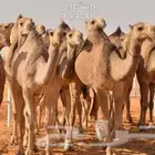 راعي ابل سوداني موجود في السودان