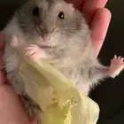 هامستر ونتر النادر