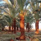 مقاول عام في توريد وزراعة النخيل