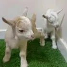 ماعز قزم حديثي الولاده