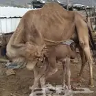 حليب نياق خلفات مصاغير حليب سكر