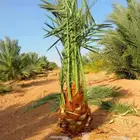 نخيل فسائل فراخه مشكلات نواايع نادره