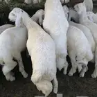 ذبايح ابو عزام خرفان وتيوس خميس مشيط وابها