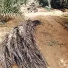 النخيل