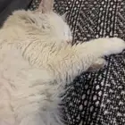 قط للتبني