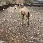 رجال المع العاينه