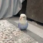 لبيع روز شبه اليف. يوجد اكتر من حبه