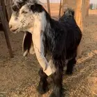 للبيع تيس عارضي