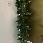 شجرة زينة