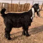 للبيع حفره عارضيه((تم البيع))