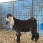 تيس مشروع فحل