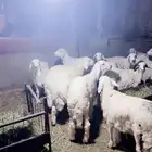 ذبايح حري