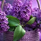 معلم دهانات