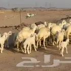 أعرض لكم غنم حريات خلفات طيبة عددها 16 تحتها 16