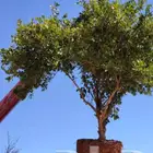 يوجد لدينا حمضيات يوسف فندي زيتون برتقال ابو صره ليمون تين ر