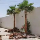 لجميع أعمال النخيل والواشنطني