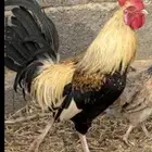 ديك شوكي