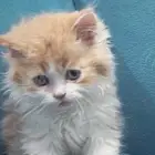 قط ذكر عمره شهر بالخرج