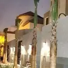 نخل واشنطني زينه واشنطن البيع