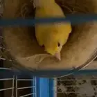 جوز كناري
