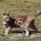 مطلوب قط بنقال