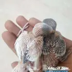ابحث عن فرخ بادجي انجليزي او هولندي