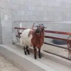 ذبايح للبيع