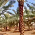 نخله نخيل نخل زراعه مزراعه تمر اخلاص واشنطني زينه