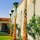 نخل واشنطني