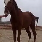 خيل مفقود حفر الباطن مزارع مزارع هليبة