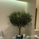 زيتون صناعي بجذوع طبيعي