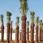 تشبيك ونخيل