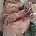 سواكن جبر ونظيفة وطيبة جدا للبيع