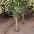 نخيل نارجيل او نخيل جوز الهند