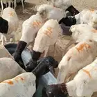 موقعنا مكة الرياض الباحة معشوقة تبوك الخرج