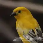 طيور قطا وزيبرا ذهبي