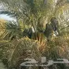 مطلوب مزرعه نخل للايجار