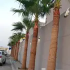 نخل للبيع نوصل جميع المناطق