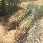 القصيم