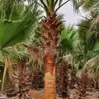 نخل واشنطني وشنطن واشنطونيا زينه للبيع